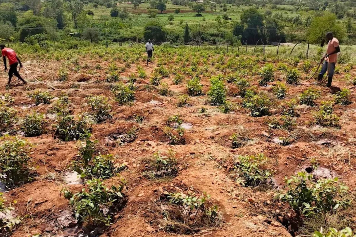Embu: Muguka Farm Tour with Tea Tasting and Snacks
