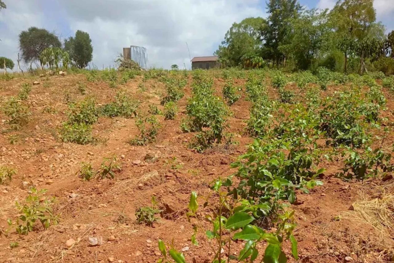 Embu: Muguka Farm Tour with Tea Tasting and Snacks
