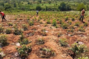 Embu: Muguka Farm Tour with Tea Tasting and Snacks