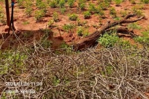Embu: Muguka Farm Tour with Tea Tasting and Snacks
