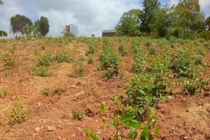 Embu: Muguka Farm Tour with Tea Tasting and Snacks