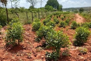 Embu: Muguka Farm Tour with Tea Tasting and Snacks