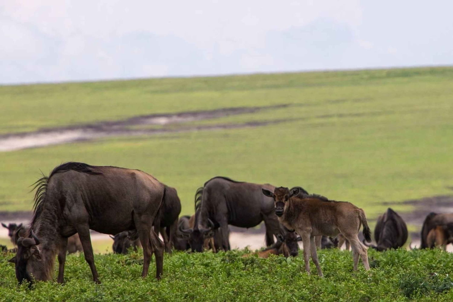 Entebbe: 9-Day Uganda Gorilla Trekking & Tanzania Safari