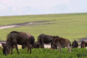 Entebbe : 9 jours de trek avec les gorilles en Ouganda et safari en Tanzanie