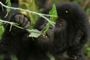 Entebbe : 9 jours de trek avec les gorilles en Ouganda et safari en Tanzanie