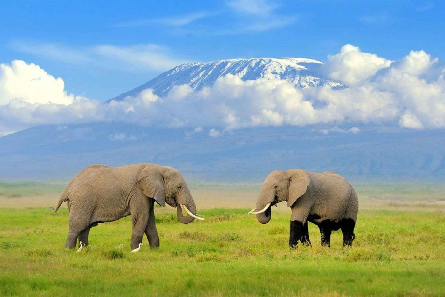 Excursie naar het Iconische Amboseli National Park