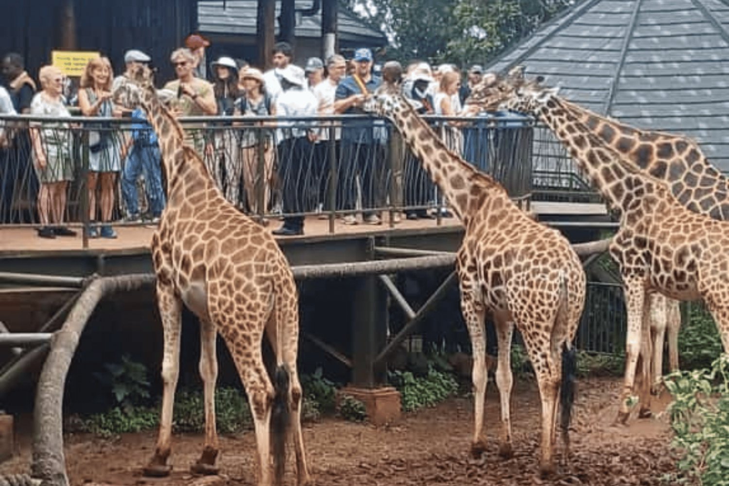 Experience The Wild Side of Nairobi on a Full Day Tour