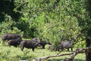 Explore Aberdare:See Big 5, Waterfalls & Camping in the wild
