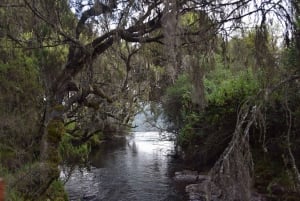 Entdecke Aberdare: Big 5, Wasserfälle und Camping in der Wildnis