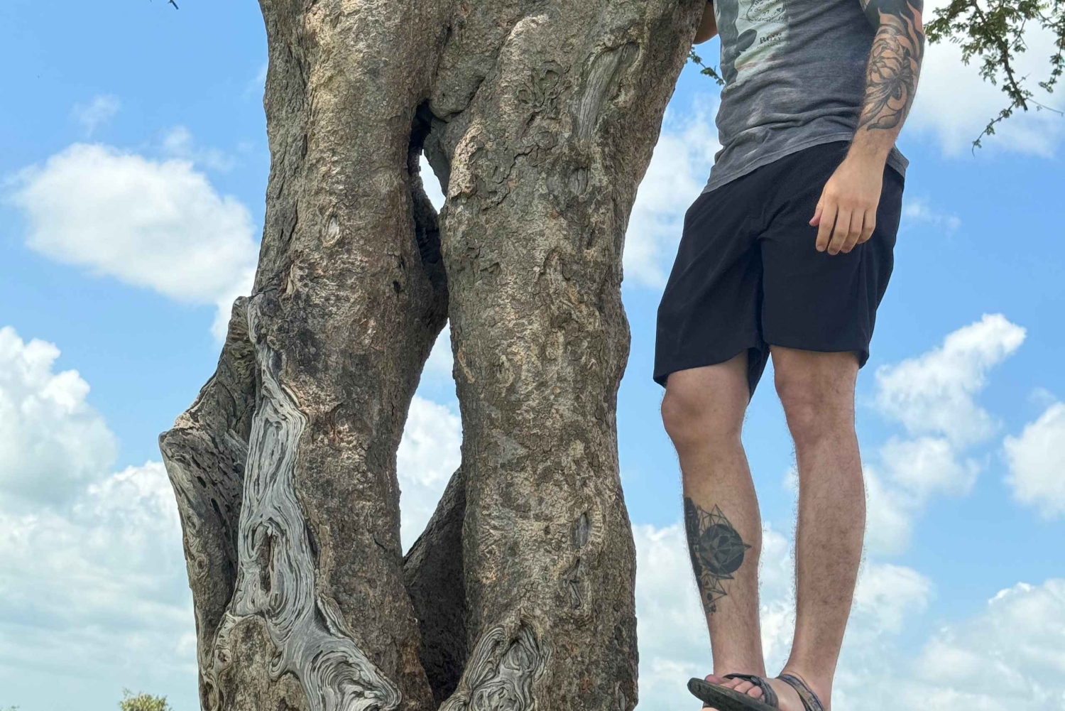 Entdecke die ungezähmte Schönheit des Tsavo East.