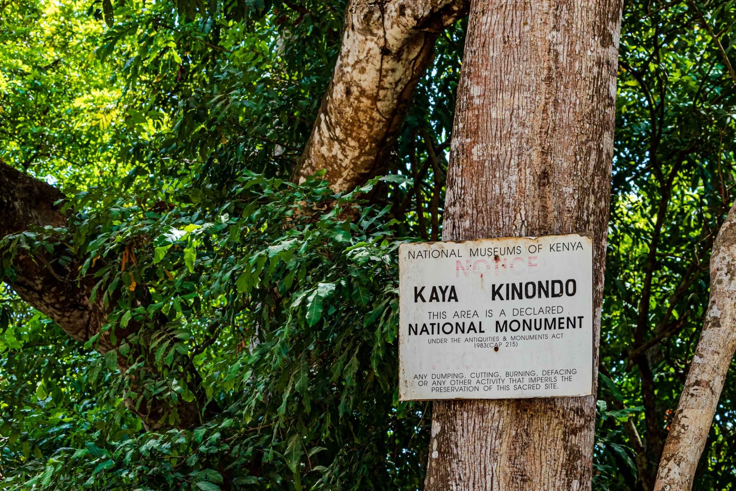 Het verkennen van de schatten van de natuur: een privédagtocht in Diani