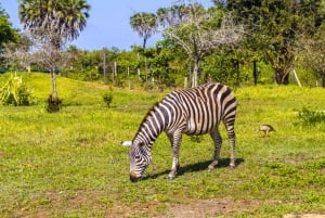 Exploring Nature's Treasures: A Private Day Trip in Diani