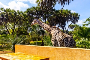 Het verkennen van de schatten van de natuur: een privédagtocht in Diani