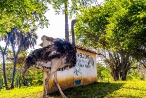 Het verkennen van de schatten van de natuur: een privédagtocht in Diani