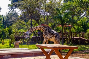 Het verkennen van de schatten van de natuur: een privédagtocht in Diani