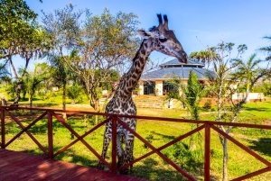 Het verkennen van de schatten van de natuur: een privédagtocht in Diani