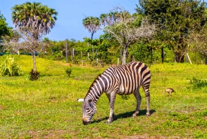 Het verkennen van de schatten van de natuur: een privédagtocht in Diani