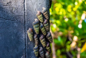 Het verkennen van de schatten van de natuur: een privédagtocht in Diani
