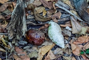 Het verkennen van de schatten van de natuur: een privédagtocht in Diani