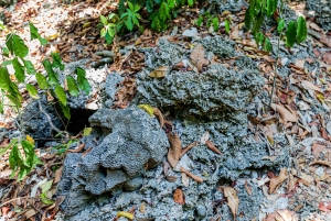 Het verkennen van de schatten van de natuur: een privédagtocht in Diani