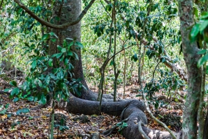 Het verkennen van de schatten van de natuur: een privédagtocht in Diani