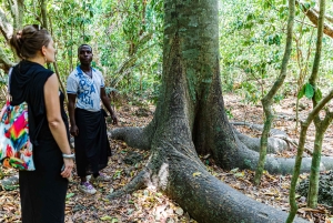 Het verkennen van de schatten van de natuur: een privédagtocht in Diani