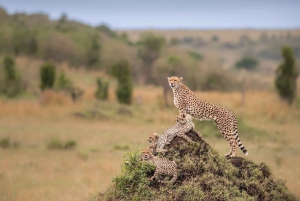 Face-off with Africa Big 5 at Masai Mara Safari