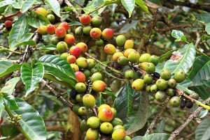 Tur til Fairview Coffee Estate fra Nairobi
