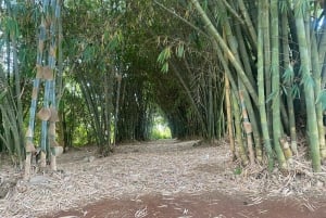 Tur til Fairview Coffee Estate fra Nairobi