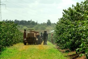 Tur til Fairview Coffee Estate fra Nairobi