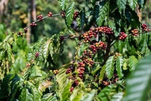 Tur til Fairview Coffee Estate fra Nairobi