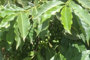 Tur til Fairview Coffee Estate fra Nairobi