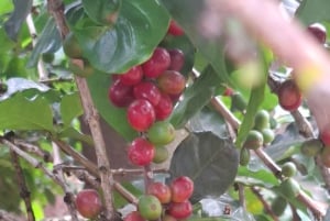 Tur til Fairview Coffee Estate fra Nairobi