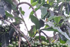 Tur til Fairview Coffee Estate fra Nairobi