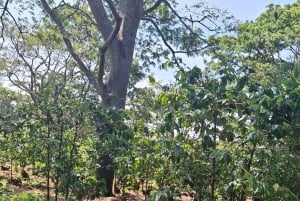 Tur til Fairview Coffee Estate fra Nairobi