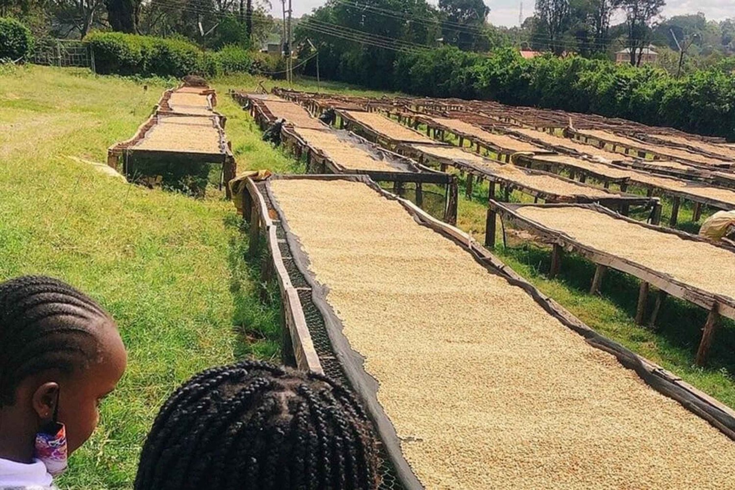 Tour di un giorno della fattoria del caffè Fairview a Nairobi con pick-up