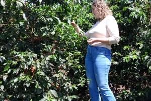FAIRVIEW COFFEE FARM DAY TOUR