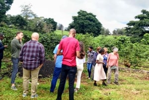 FAIRVIEW COFFEE FARM DAY TOUR