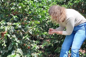 FAIRVIEW COFFEE FARM DAY TOUR