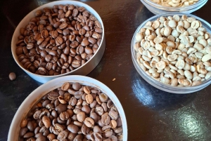 FAIRVIEW COFFEE FARM DAY TOUR