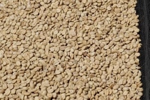 FAIRVIEW COFFEE FARM DAY TOUR