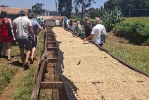 FAIRVIEW COFFEE FARM DAY TOUR