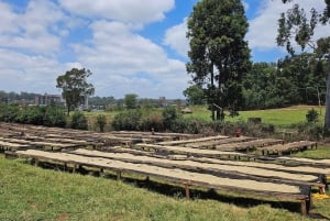 Tour di mezza giornata della fattoria del caffè Fairview Estate