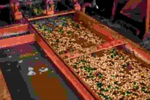 Gårdsbesøk fra Nairobi: Karunguru Coffee Farm Experience