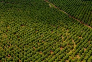 Gårdsbesøk fra Nairobi: Karunguru Coffee Farm Experience