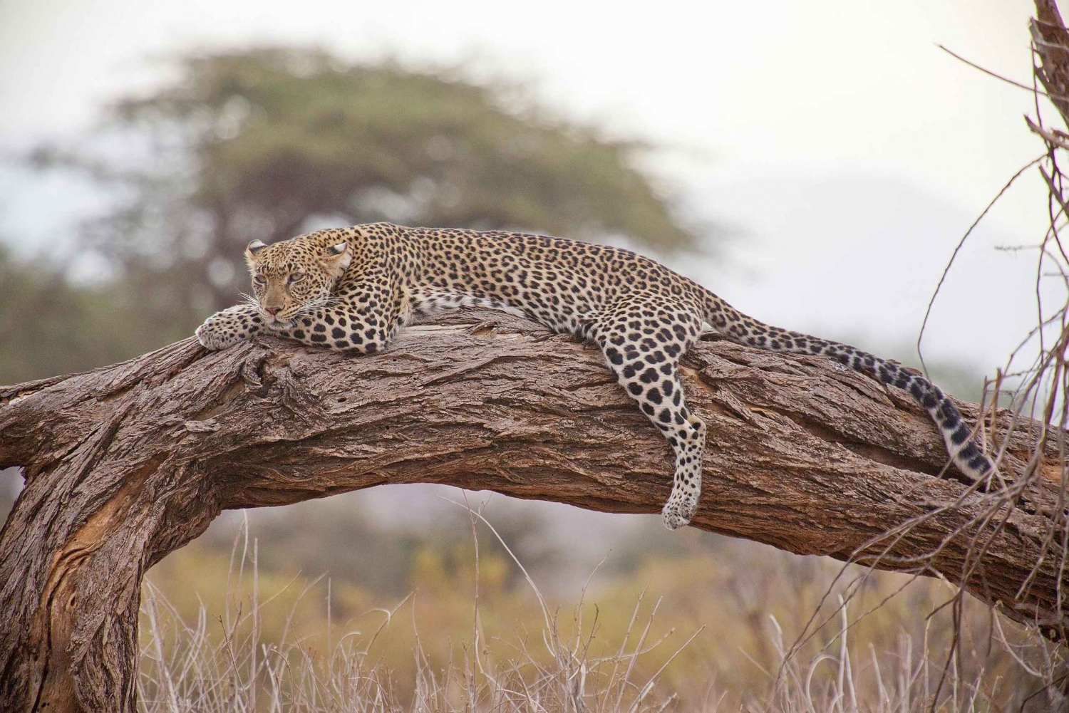 Voa de Nairobi para Maasai Mara: dia inteiro de passeio de carro e regresso