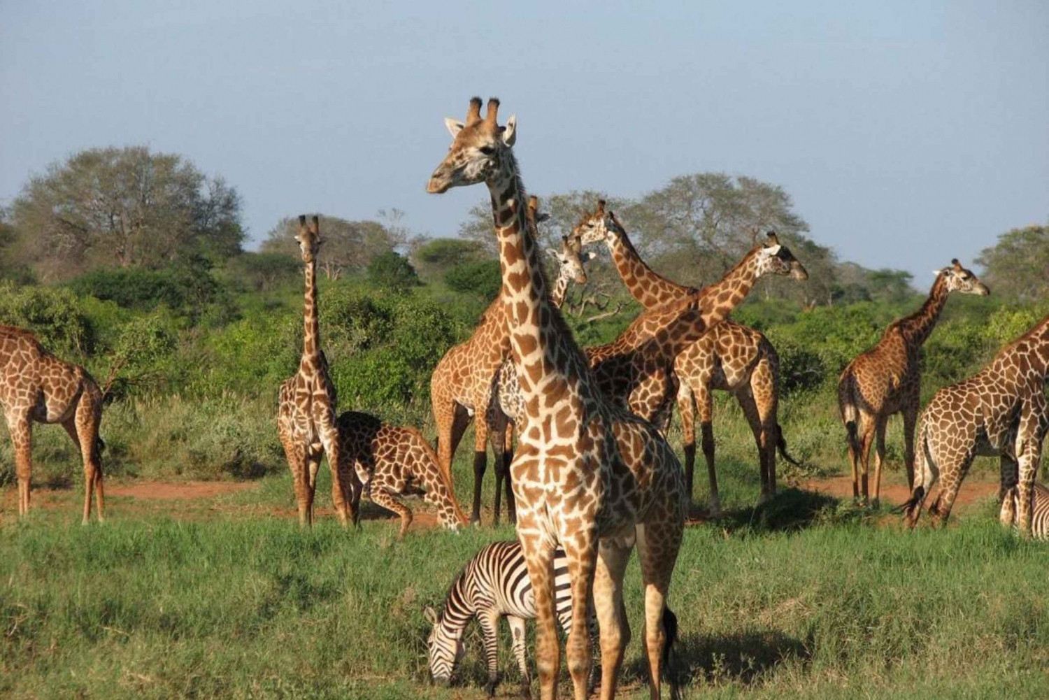 Amboseli und Tsavo: 4-tägige Safari