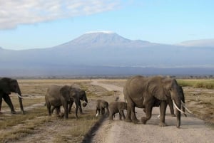 Fyra dagars safari till Amboseli och Tsavo