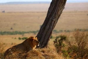 Fire-dages safari til Amboseli og Tsavo