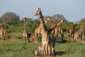 Four-Day Safari to Amboseli and Tsavo